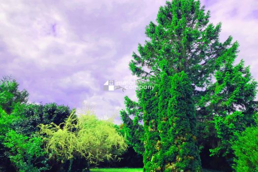 451yOM0B5lfuMAQJ5C8NS4