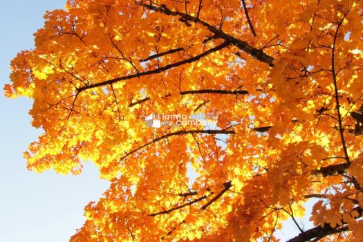 2aFbVZNVrIxHenWDGeRRNd