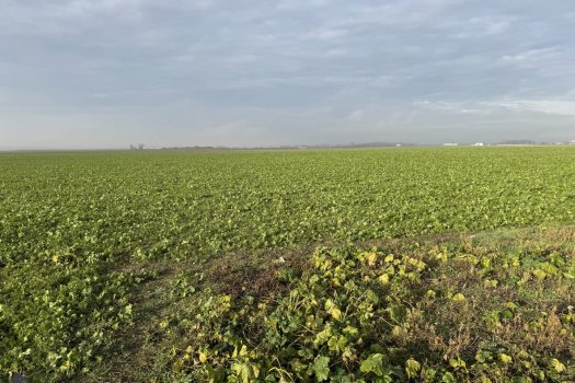 Nutzbares Land in Absdorf - 9183m² für Land- und Forstwirtschaft 7AVHqYB5RoQfr9zwJ1zRsm