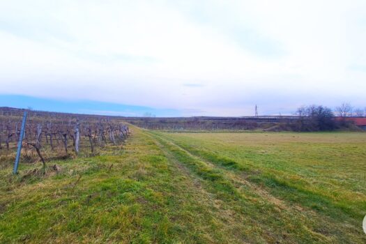 1nVpmHlDcDcsrDRpzJGwnL