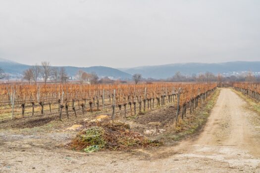 SUPERPREIS IM WEINORT SOOSS ! GRUNDSTÜCK mit BESTANDSGEBÄUDEN für GEWERBLICHE oder PRIVATNUTZUNG 3t7m96ThxXr2TNlMiYbsEZ