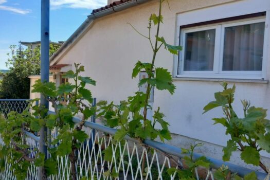 1746182816 1000030323