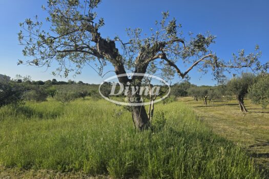 Grundstück Šijana, Pula, Šijana, Pula, 500m2 1747904604 20250429 175741