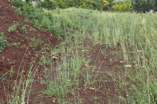 1748002428 1000032550