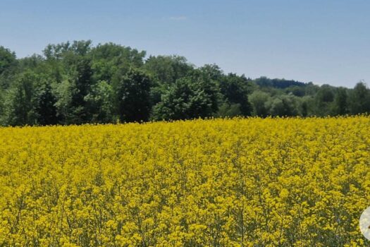 5jNVq1xQW6O269fIEh7QKx