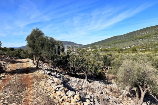 1740402157 cres maslinik 1