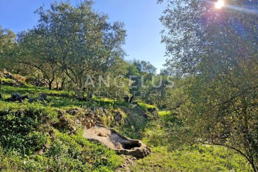 Kroatien, Dubrovnik, Luka Šipanska - attraktiver Olivenhain mit Olivenhain, 3900 m2 1748241017 img 20241104 wa0027