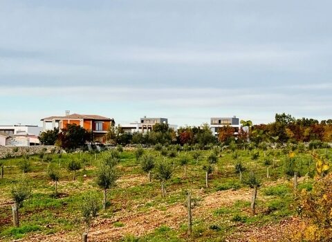 1749747528 thumb 1719658146 1000004662