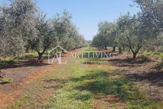 1750155374 slika 6 2