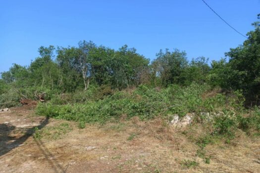 1751904006 1000006556