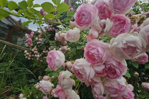 Impression Rosengarten