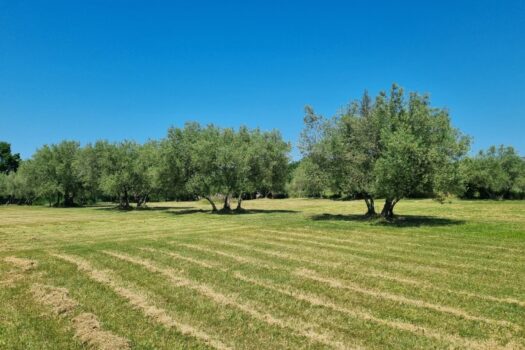 3KNhkFJP6ZD1yQA512tSXz