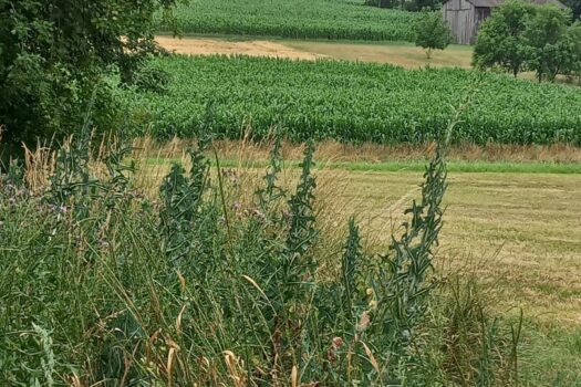 Bauernhaus mit großem Grundstück in Harmisch 7LOJDb1vkBJ4FXDeJutSDq 1