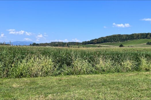 5oES4RBtMdrMSDcJgal07I