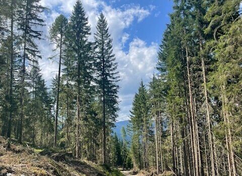 +++ Wirtschaftswald für Anleger - Nähe Kreischberg +++ € 165.000.- 6VCMdcQtb8UlCjXchIYoVO