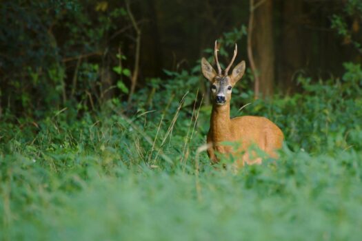 4 Eigenjagden von ca.155 – 1.000 ha mit entsprechendem Wild- und Waldbestand in der Weststeiermark 4sSeoODTqqs4o5ohNb4OUg