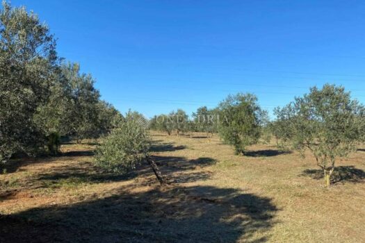 Grundstück Valdebek, Pula, 9.603m2 1760346911 poljoprivredno zemljiste maslinik pula valdebek 9603 m2 slika 260218633