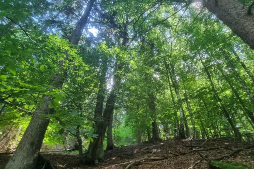 1WqqQIM55SkqcnEOxifSA1