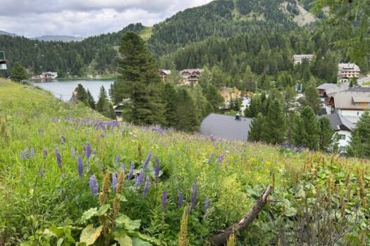 Turracher Höhe - Ein Grundstück mit Seltenheitswert – ideal für eine hochwertige touristische Entwicklung. Baugrundstück für eine Apartmentanlage - DIREKT bei der Piste und der Talstation  3svuwjZeXrS5iYOxeID7rU