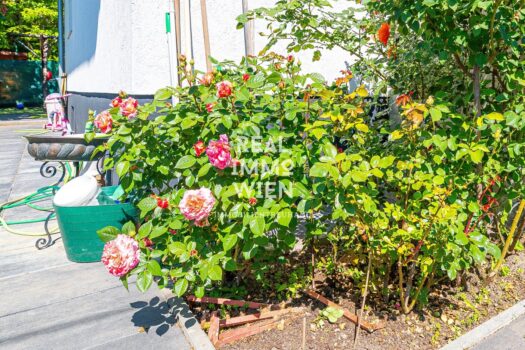 Wohlfühloase in 1220 Wien: Gepflegtes Haus mit Garten, Terrasse und viel Komfort! 5C3M8FoMhS8QAQEev887gN