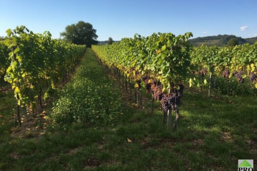 5voPO9rgT2Lvm9RkU5UsR