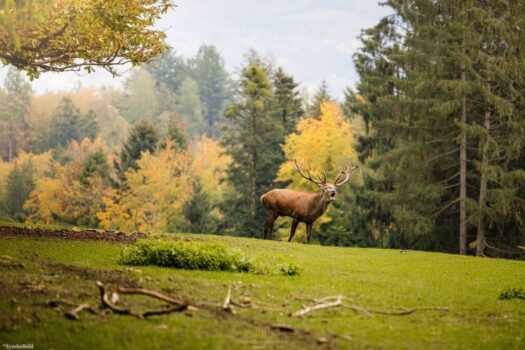 Exklusive Eigenjagden – Diskrete Vermittlung 7ieobyRD7ZxQR8fAdlyfdO