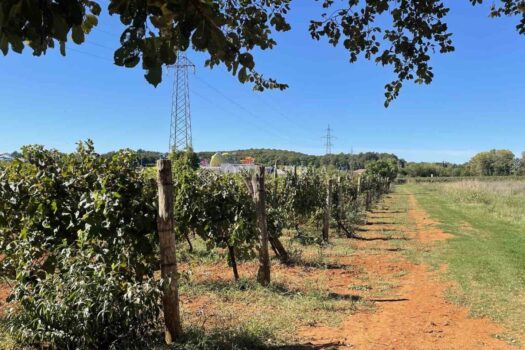 1762425464 poljoprivredno zemljiste mugeba 26600 m2 slika 230652751