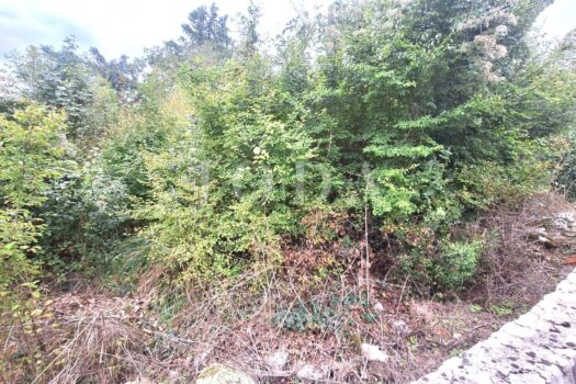 1762784219 838198883 557596 0