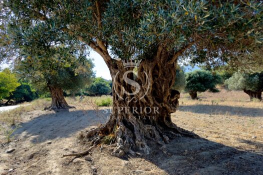 1764069674 thomas hahnen kikcv9p2mss unsplash