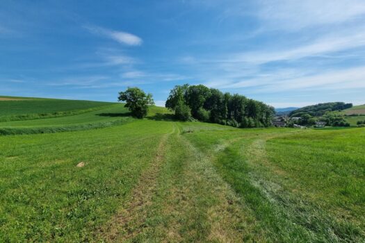 Geroldinger Panoramafeld / Brandacker
