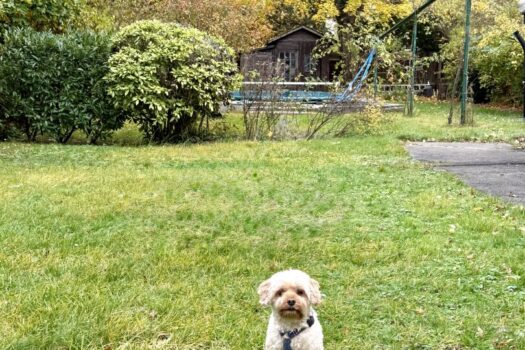 Nähe Klinik Hietzing - seltenes Altbaujuwel - Ausbaupotenzial - absolute Grünruhelage 7pascBmEEPcZZksoQ9685m