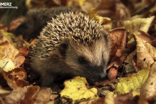 Gartenmomente genießen 7stg0XfbY1R4lxDACNPsCB