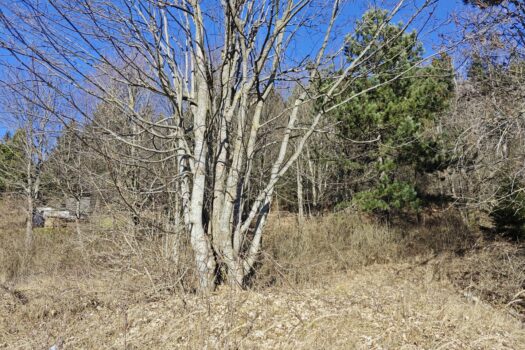 1765642025 zemlja vrata 1 1