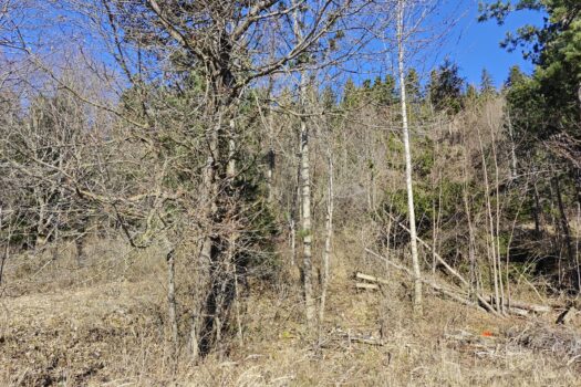 1765642360 zemlja vrata 2