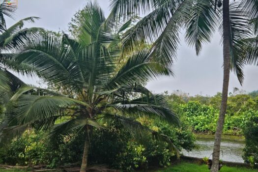 1EuSDbYNafEFoub2mURebT