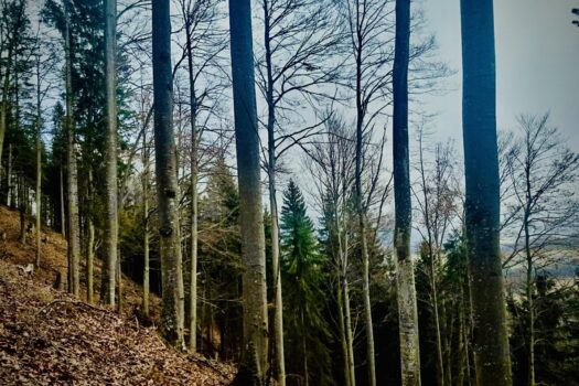 2pc4UekVtNoxM8GRgOyhwj