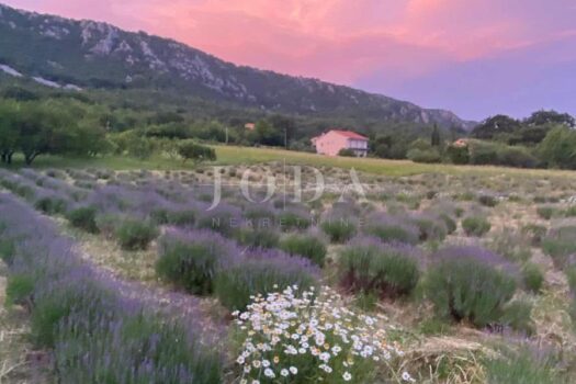 1772206967 1000187118