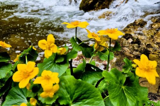 1vrRef8po5dvXM9JOTrjFK