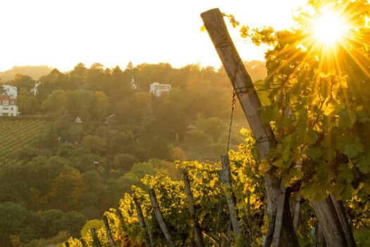 Erstbezug - Traumhaftes Penthouse mit Dachgarten und eigenem Pool 3Vtc8XldRjncCJ2yR1R9Cg