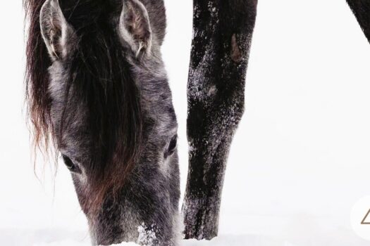 65BJcxgv9pVHfmWvVOaold