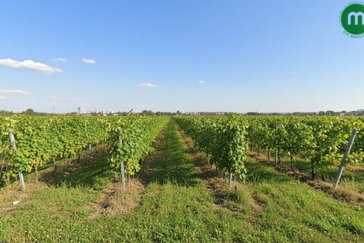 Ihr Blick nach Süden auf Weinreben