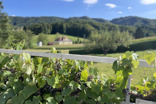 5MtzsbxI8ET0n8IotmAHQU