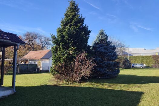 5iAz2AVdlr9M7uW3Som3HS