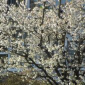 next